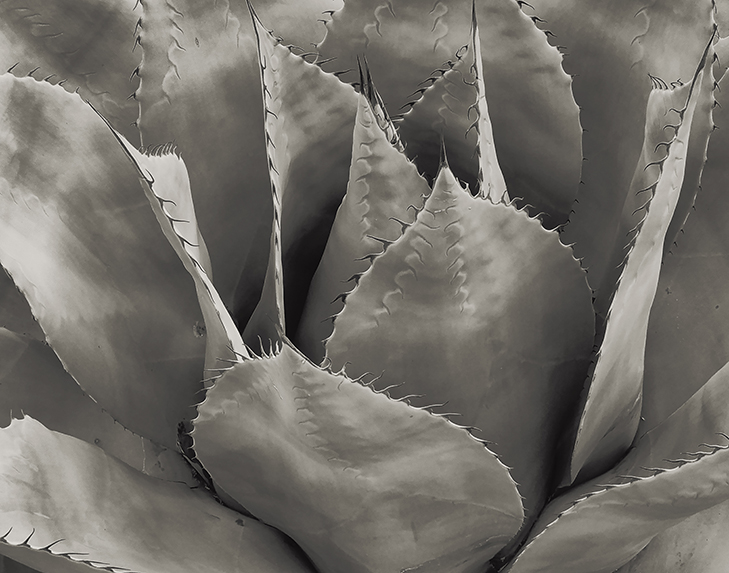 Agave, Tucson, AZ